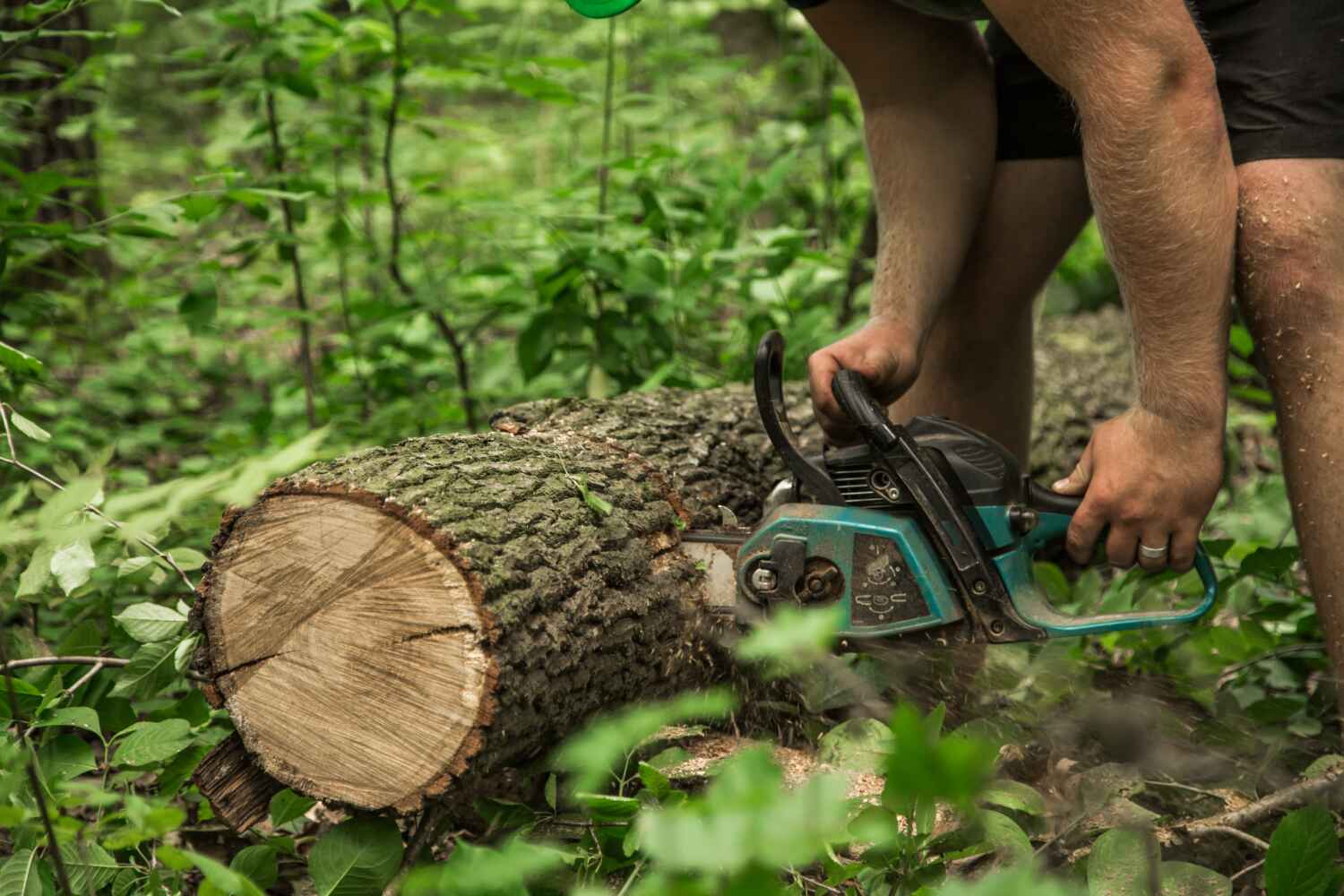 Tree Health Inspection